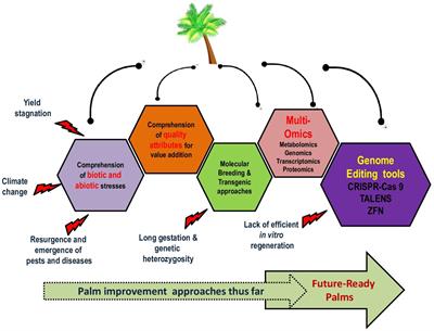 CRISPR/Cas9 –based genome editing to expedite the genetic improvement of palms: challenges and prospects